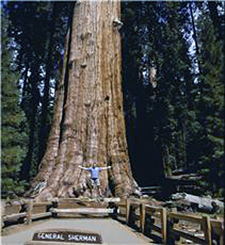 USA-California-Yosemite Sierra Hiker